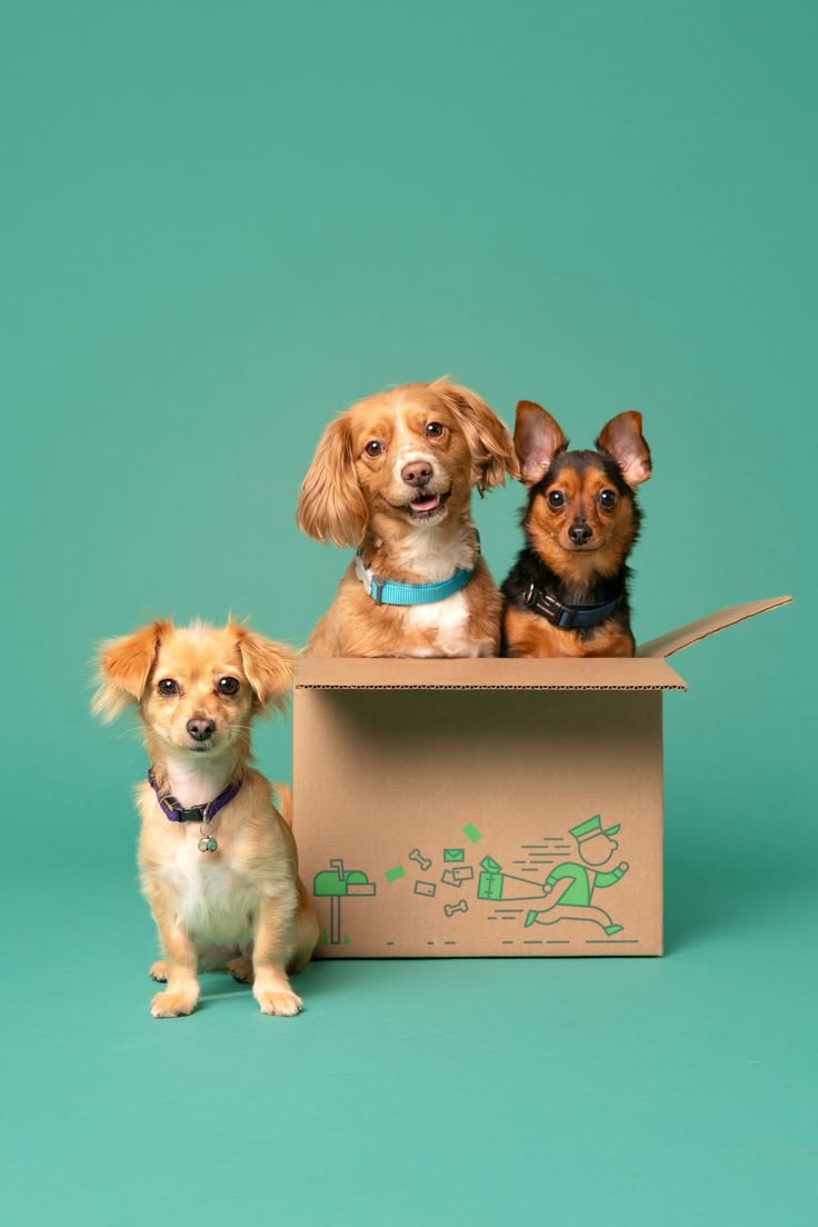 Pet Supplies